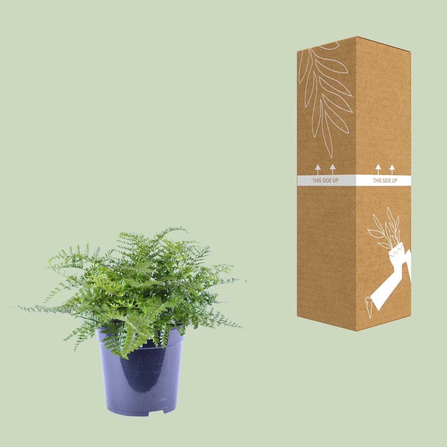 Asplenium Parvati - Ø21cm - ↕40cm bei Pflanzfix24.de - Pflanzfix24.de