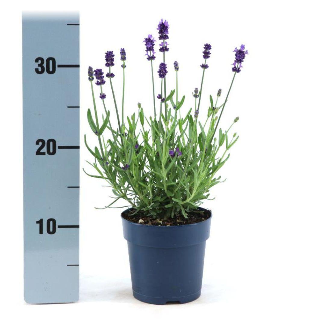 Lavandula angustifolia Felice® - Set van 6 Lavendel planten - 12 cm pot - pflanzfix24