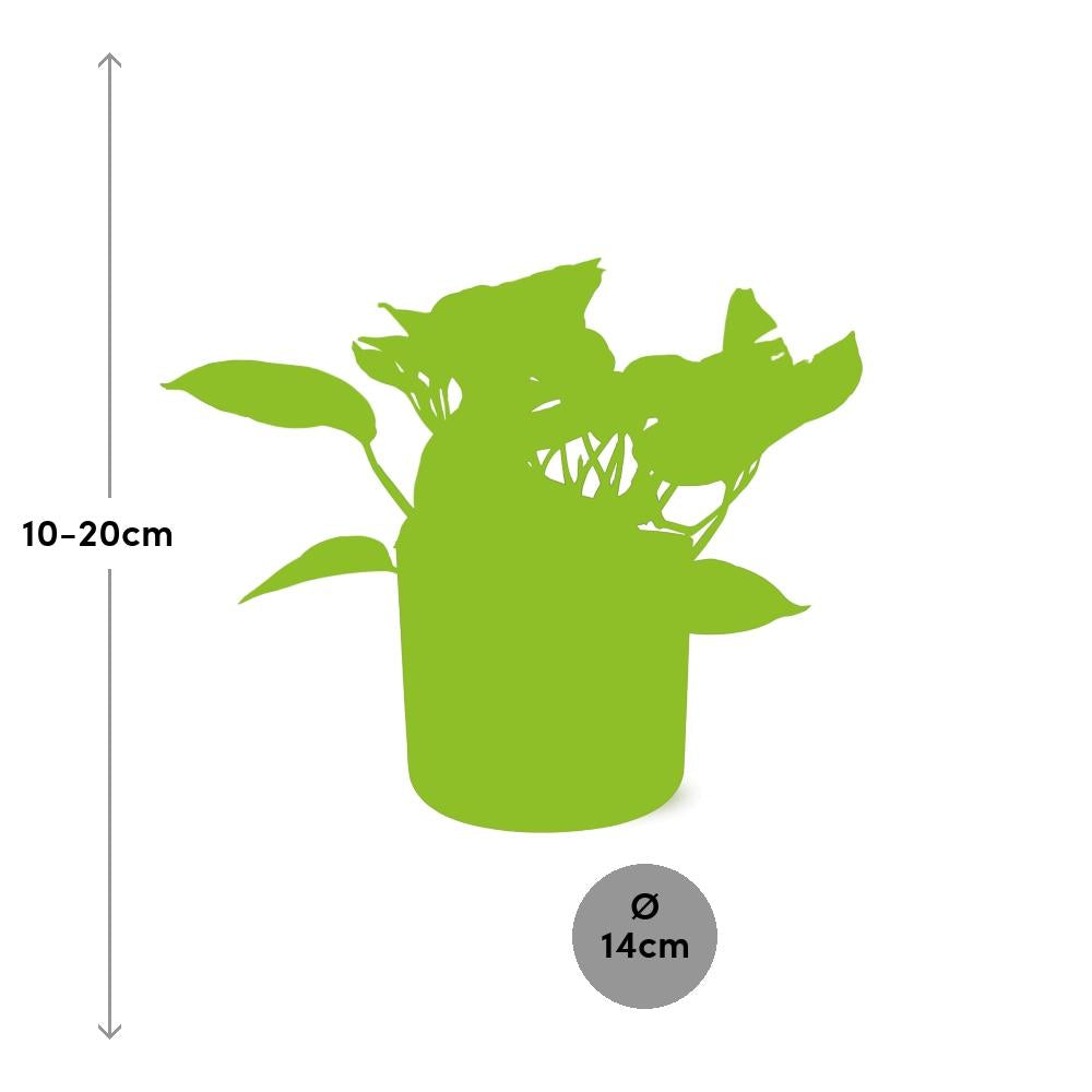 Scindapsus Marble Queen in ELHO b.for soft rond 14cm brique - Pflanzfix24