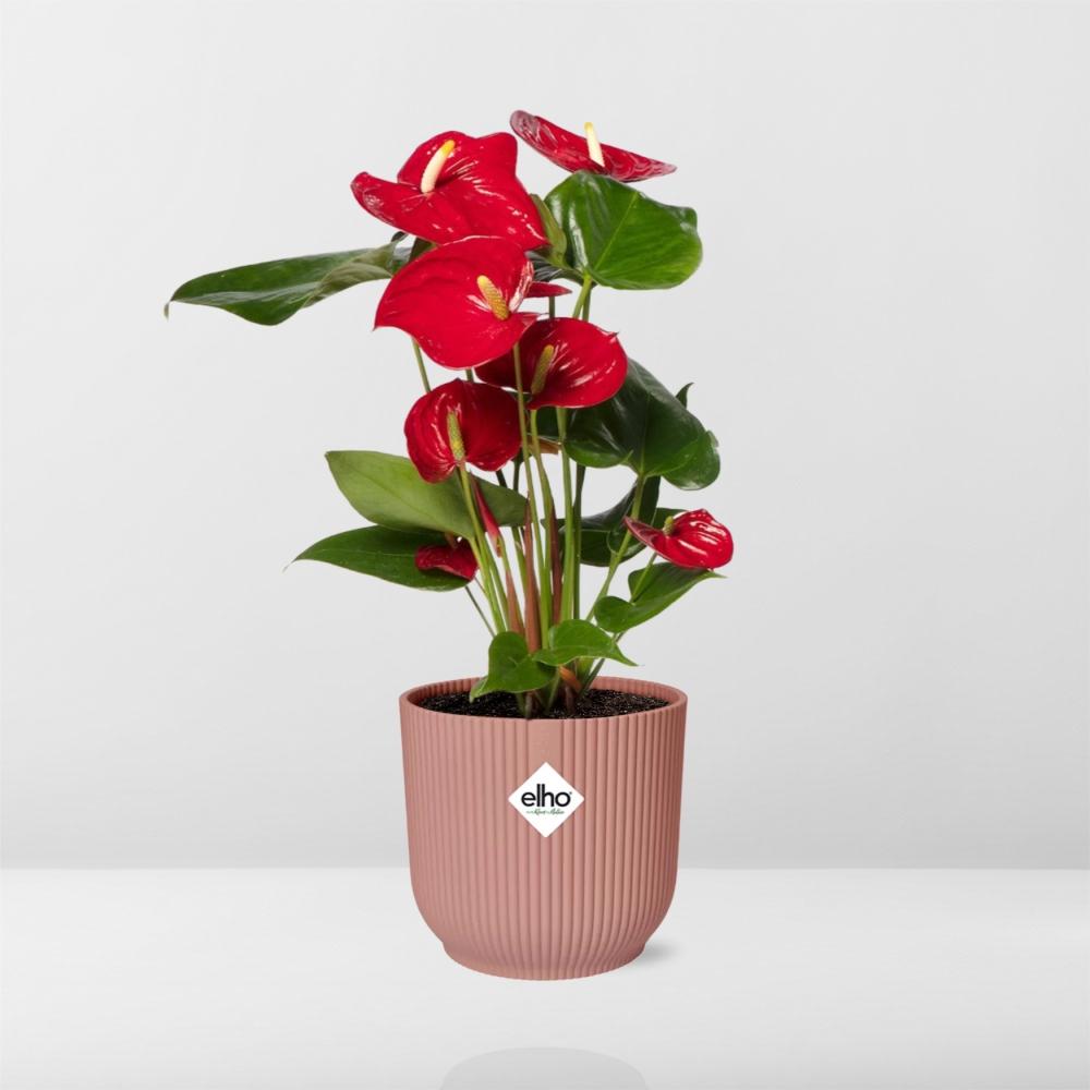 Anthurium Red 12cm - Pflanzfix24