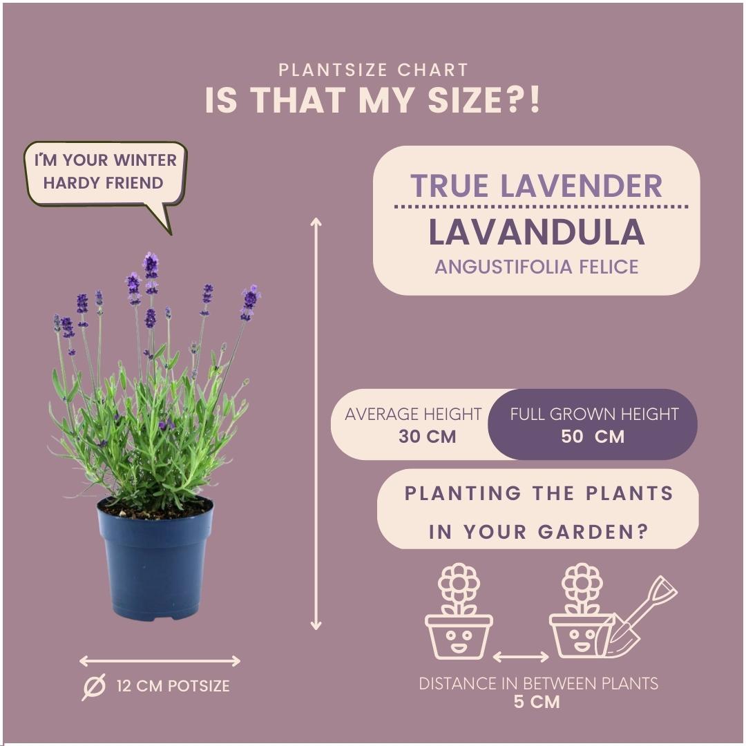 Lavandula angustifolia Felice® 24er-Set 12 cm Topf – Pflanzfix24.de - Pflanzfix24.de
