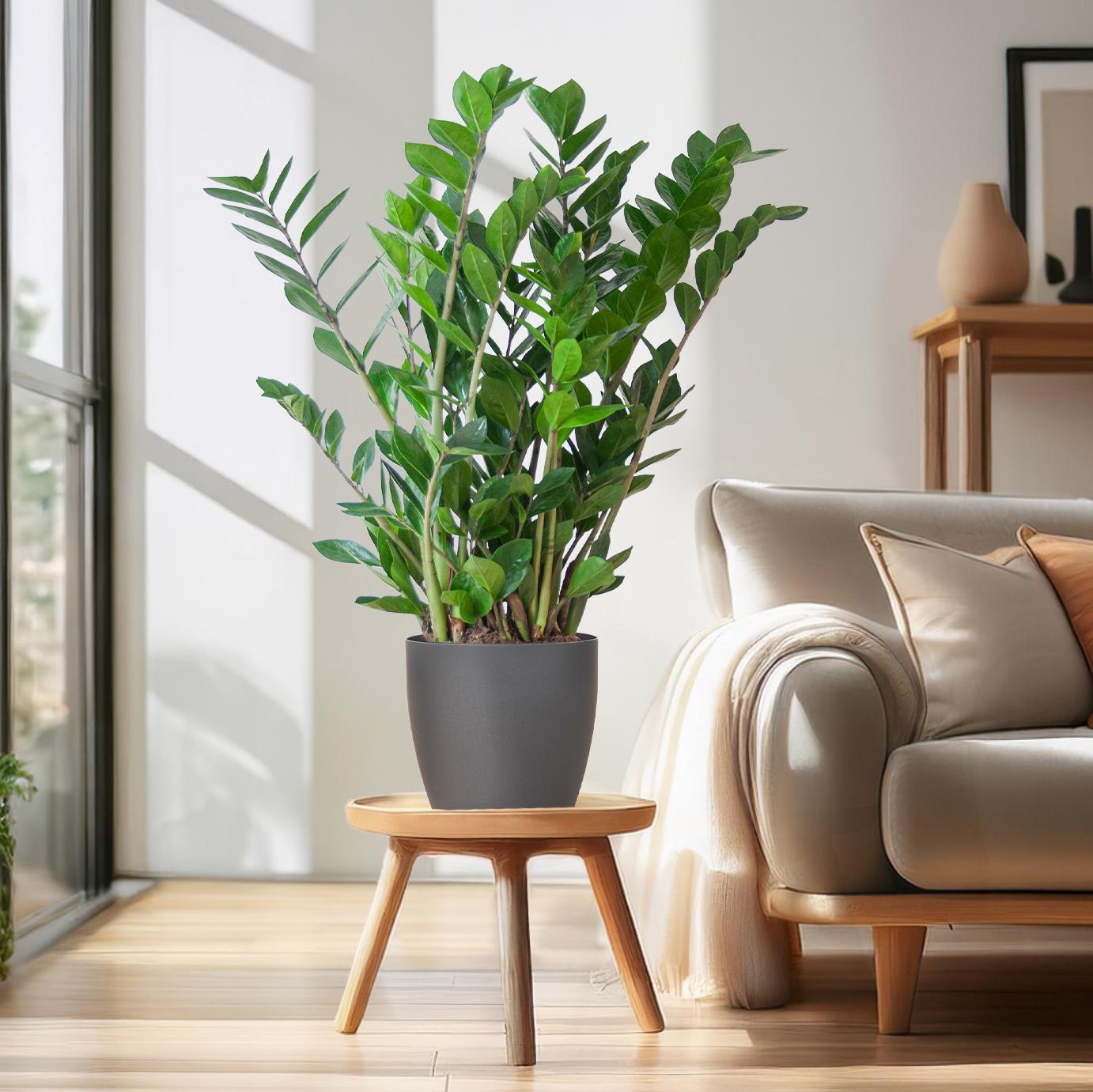 Zamioculcas mit Viber-Topf Grau 80 cm – Pflanzfix24