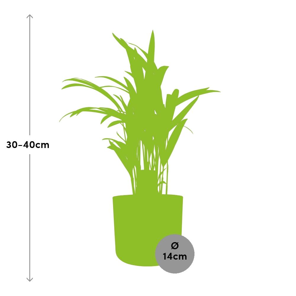 Dypsis Lutescens (Areca) 12cm - Bambuspalme - Pflanzfix24