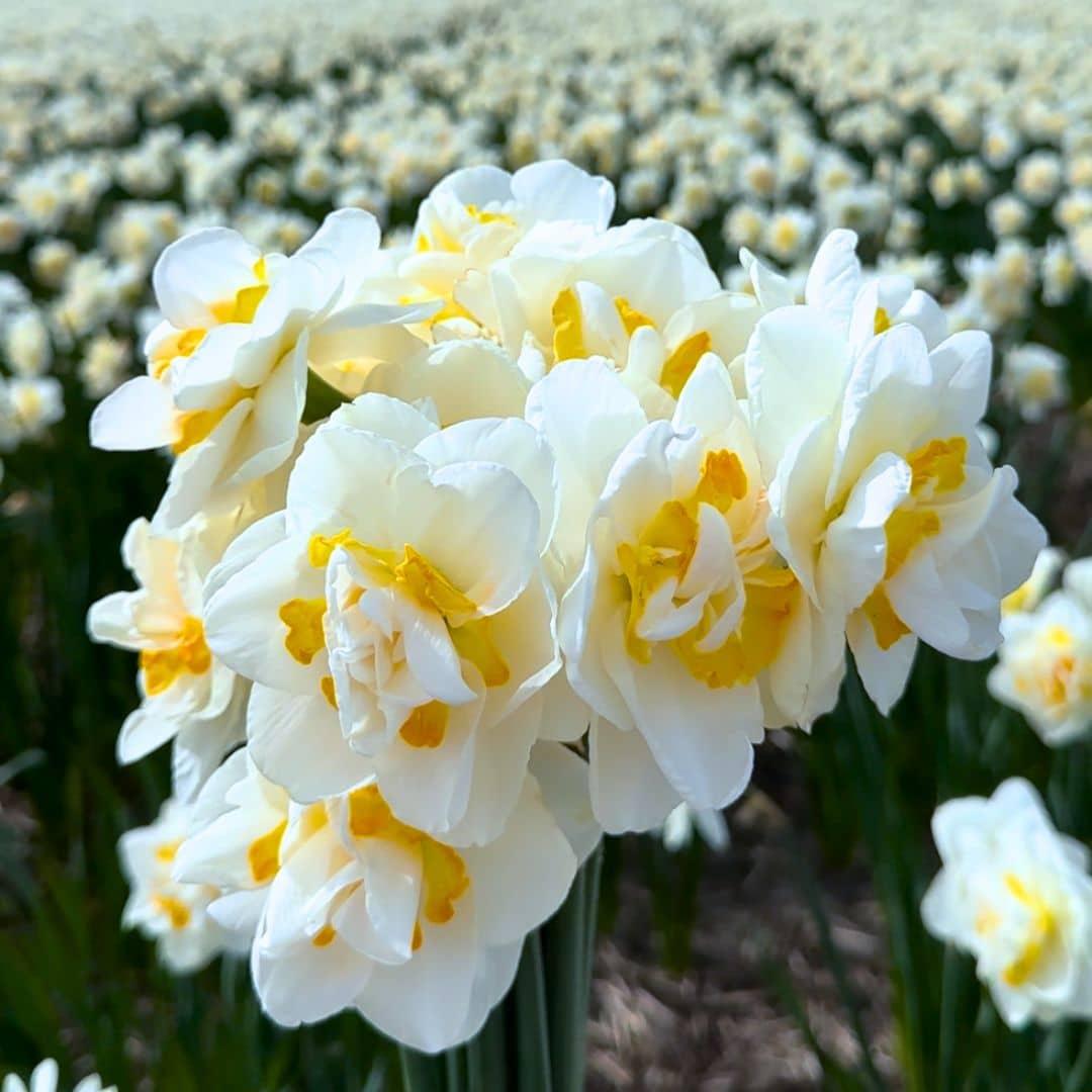 Flowerbulbs Amsterdam - Jacques Darlings - 25 Blumenzwiebeln - Größe 12+ - Pflanzfix24