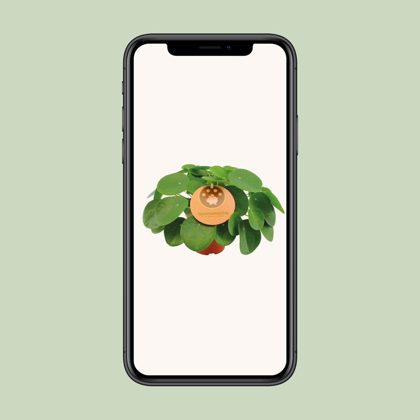 Pilea Peperomioides Ø15cm, 30cm Höhe – Zimmerpflanze | Pflanzfix24.de - Pflanzfix24.de