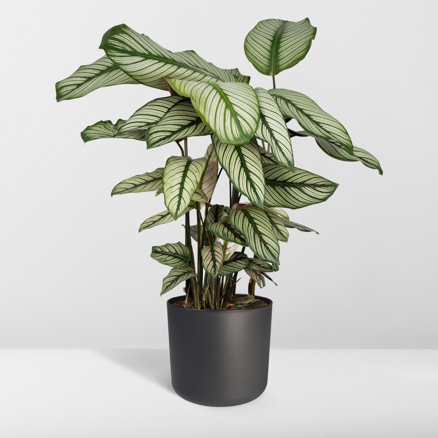 Calathea Whitestar - pflanzfix24