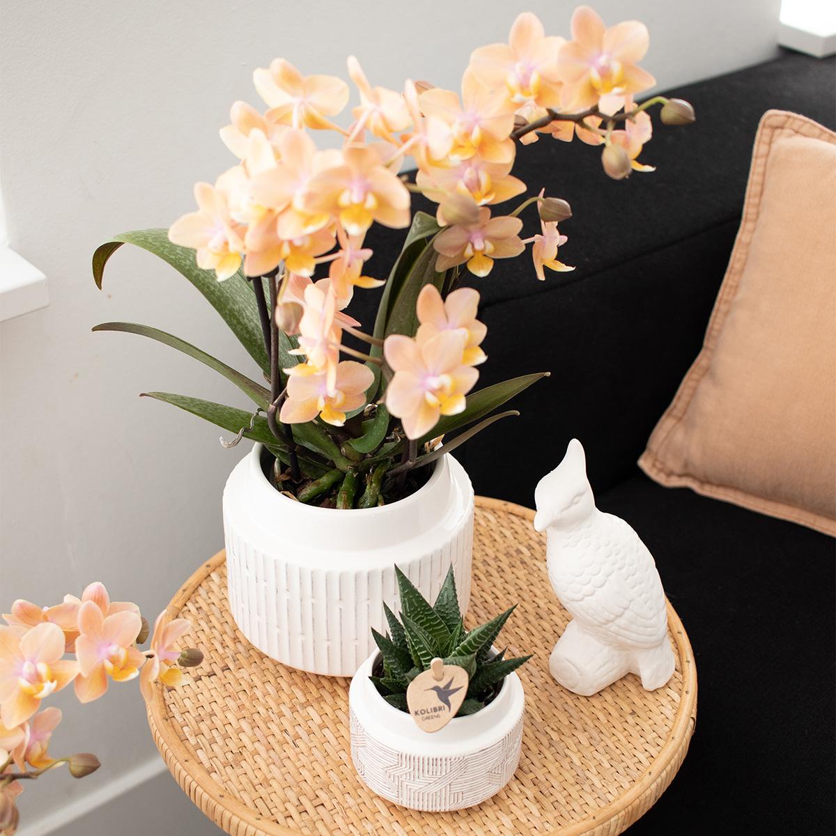 Überraschungsbox 4 Orchideen Mix Ø9 cm | Kolibri & Pflanzfix24.de - Pflanzfix24.de