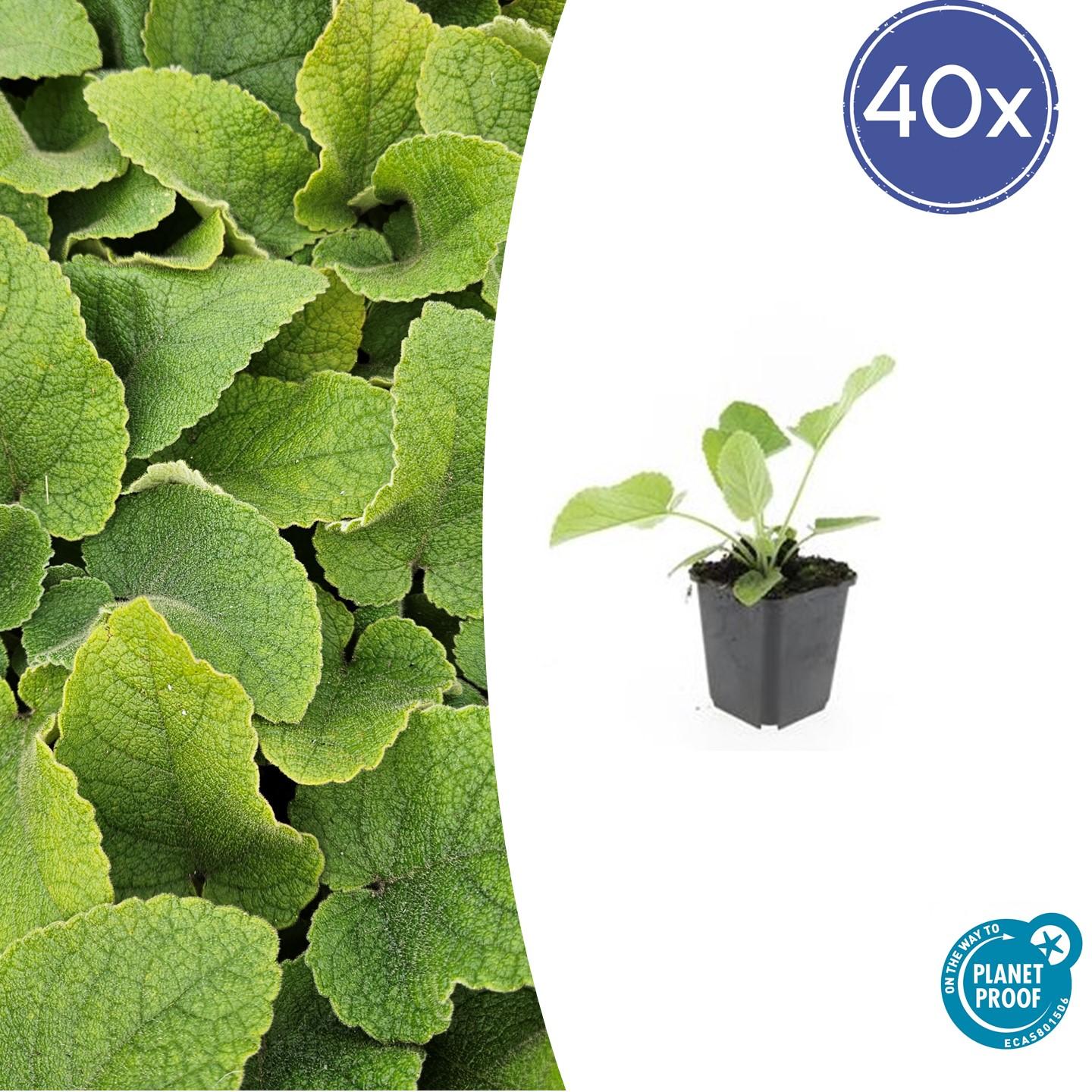 40x Phlomis russeliana - ↕10-25cm - Ø9cm bei Pflanzfix24.de - Pflanzfix24.de