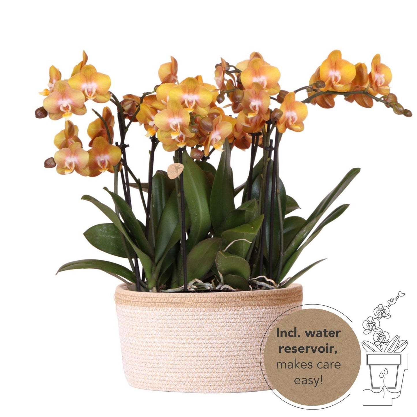 Orchideen-Set Orange im Baumwollkorb mit Wassertank 12cm – Pflanzfix24.de - Pflanzfix24.de