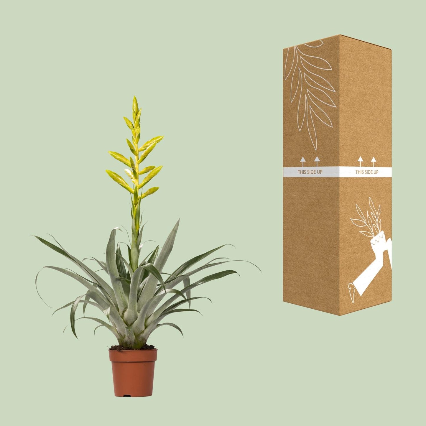 Tillandisa Oerstediana - Ø12cm - ↕60cm bei Pflanzfix24
