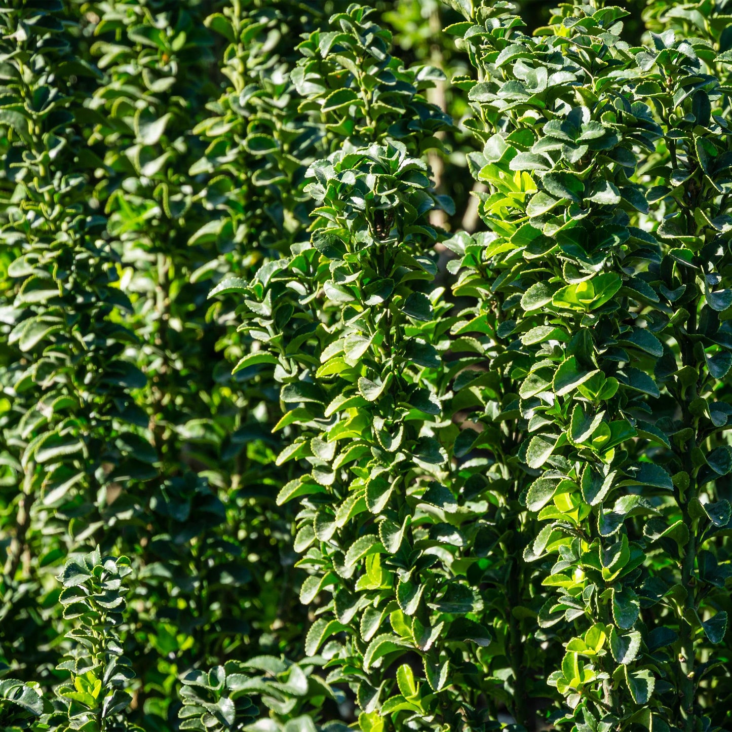 Pflanzfix24.de - Euonymus japonica Green Spire - 6 Pflanzen - 1m - immergrün - Pflanzfix24.de