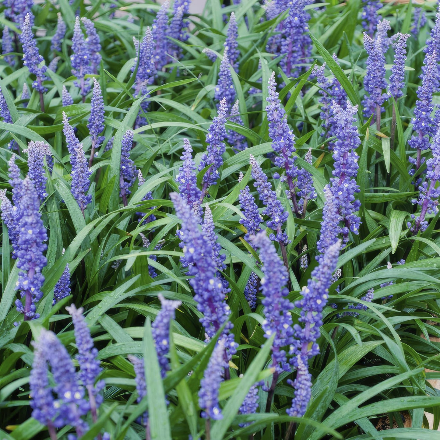 12x Liriope muscari 'Big Blue' Bodendecker 10-25cm – Pflanzfix24.de - Pflanzfix24.de
