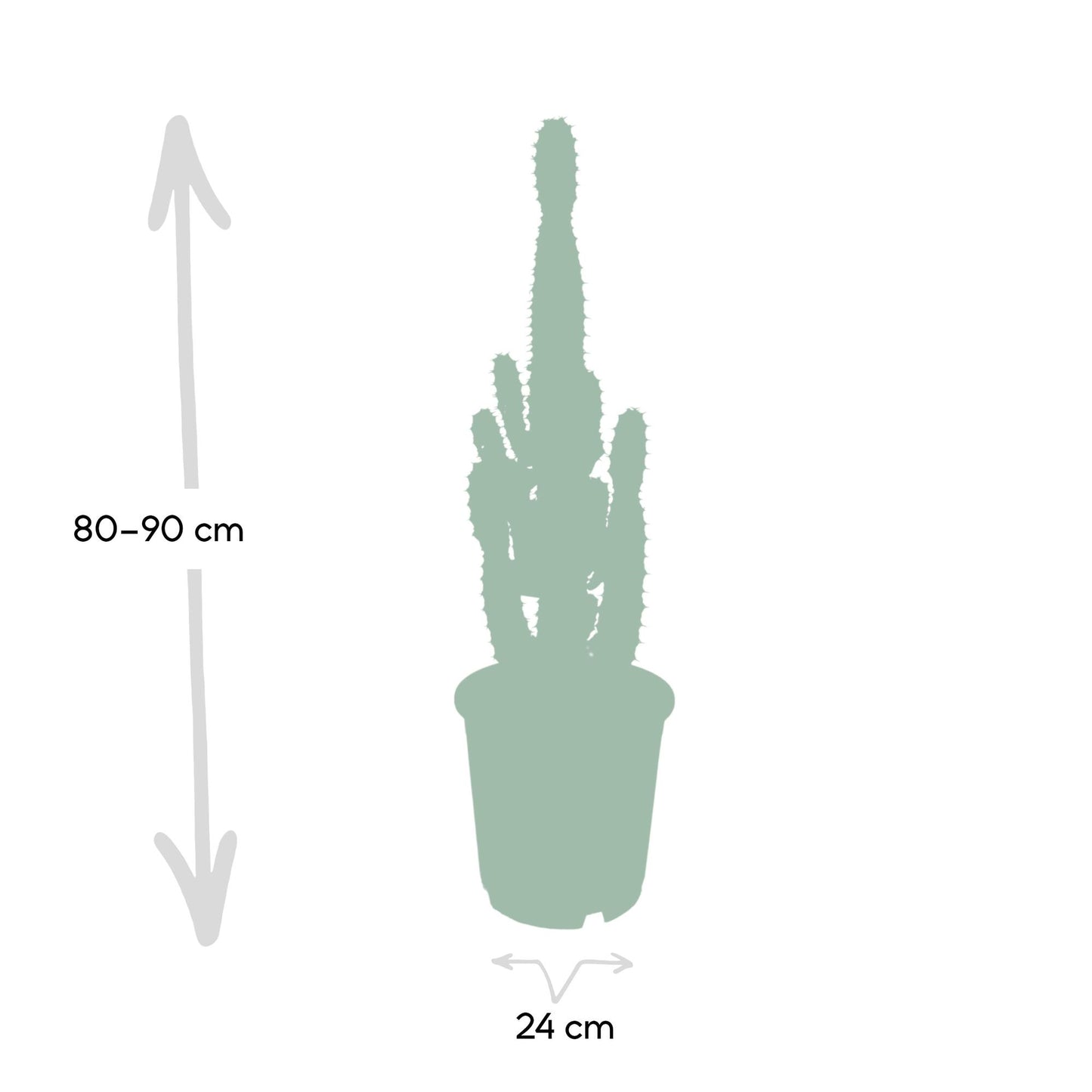 Euphorbia Acrurensis - Ø24cm - ↕60cm bei Pflanzfix24.de - Pflanzfix24.de