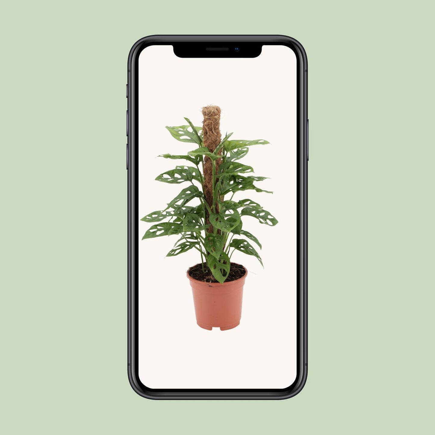 Monstera Monkey Ø17cm – 60 cm | Tropische Zimmerpflanze bei Pflanzfix24.de - Pflanzfix24.de