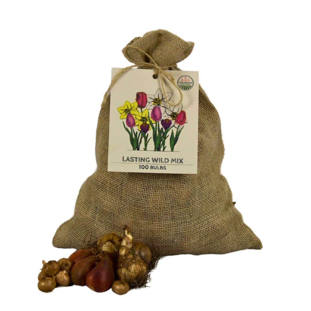 Pflanzfix24 - Super Lasting Wild Mix - 100 Blumenzwiebeln für Blumenpracht