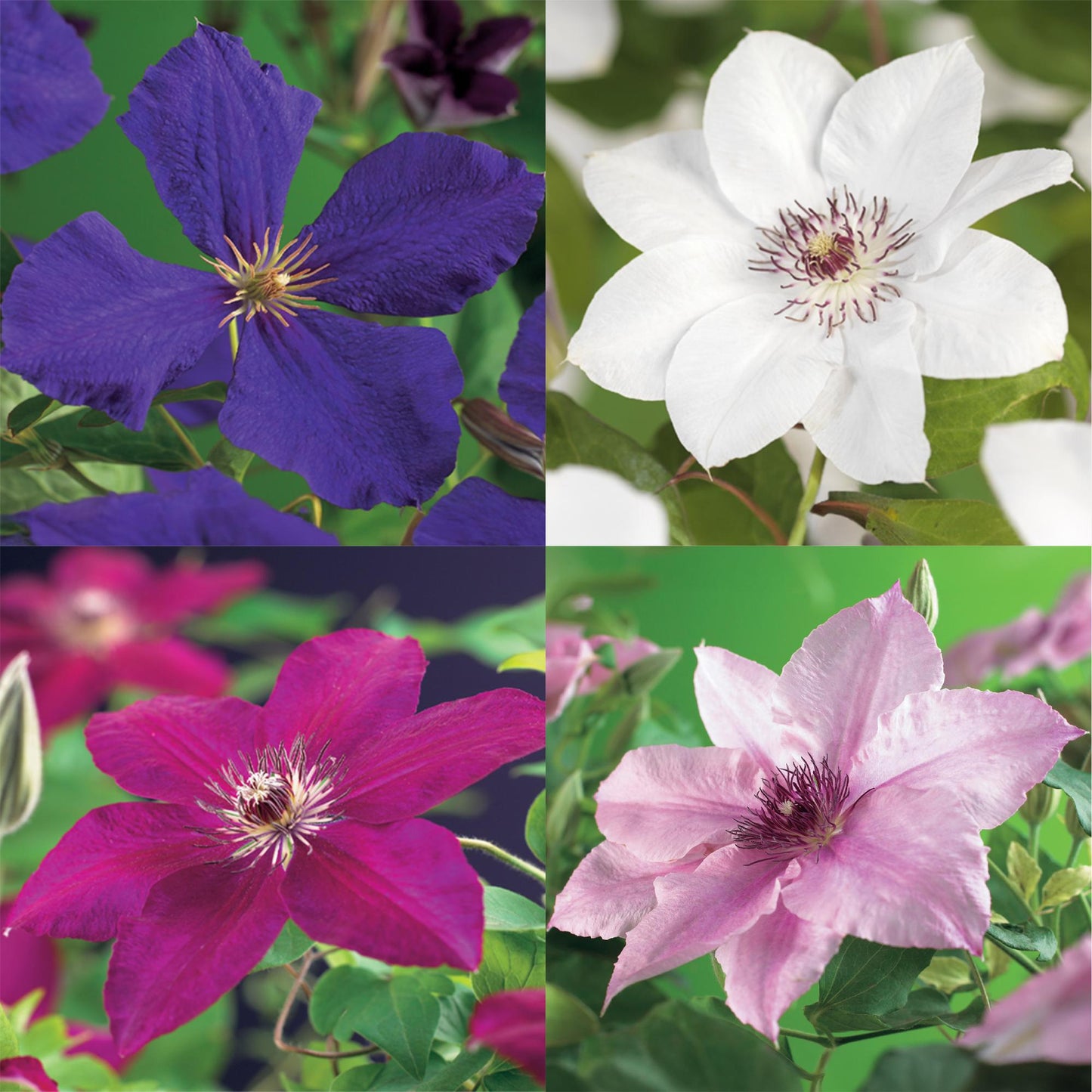 Pflanzfix24.de - Clematis Rainbow - Kletterpflanze - 4 Pflanzen - Topf 11cm - Pflanzfix24.de