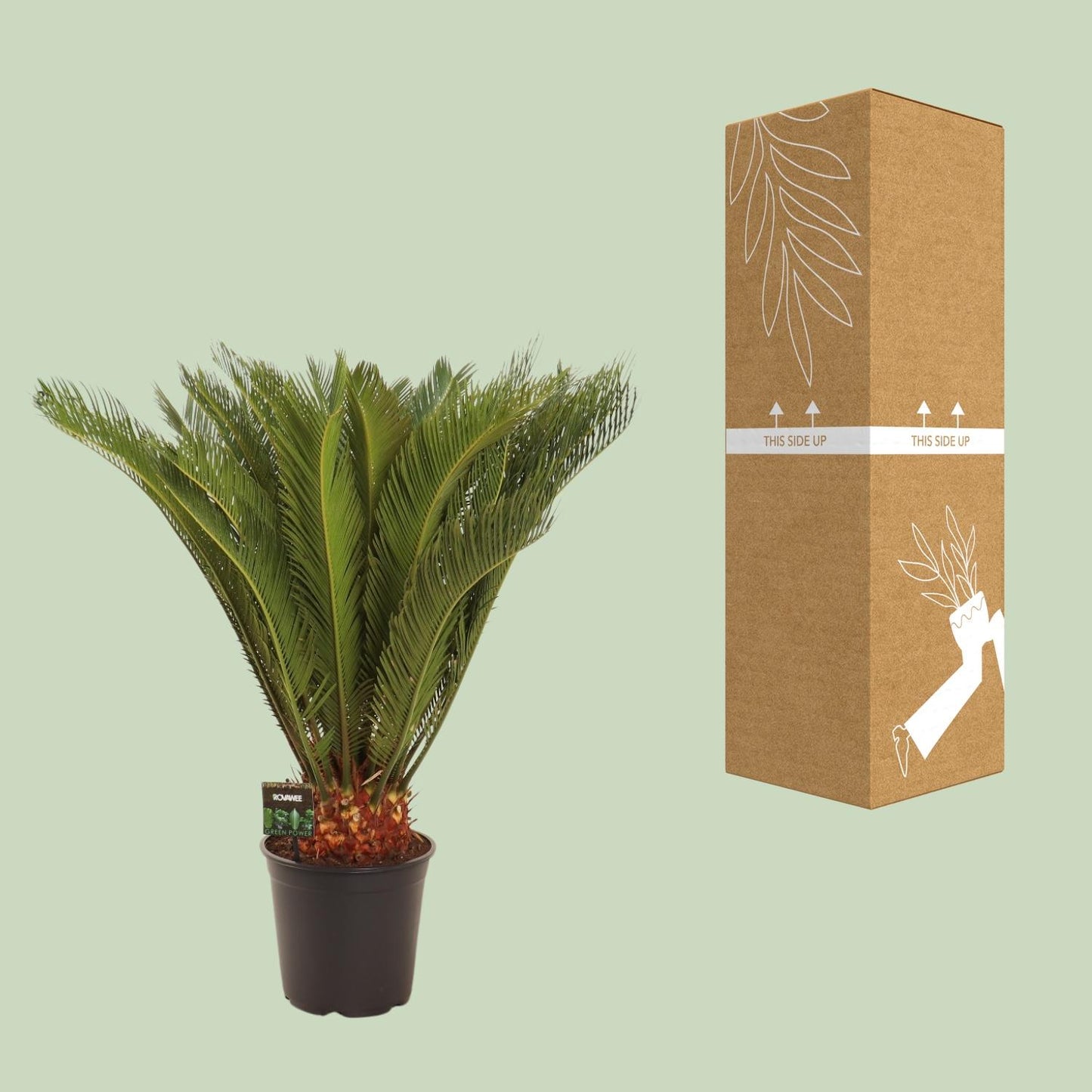 Cycas Revoluta - Ø24 ↕90 von Pflanzfix24