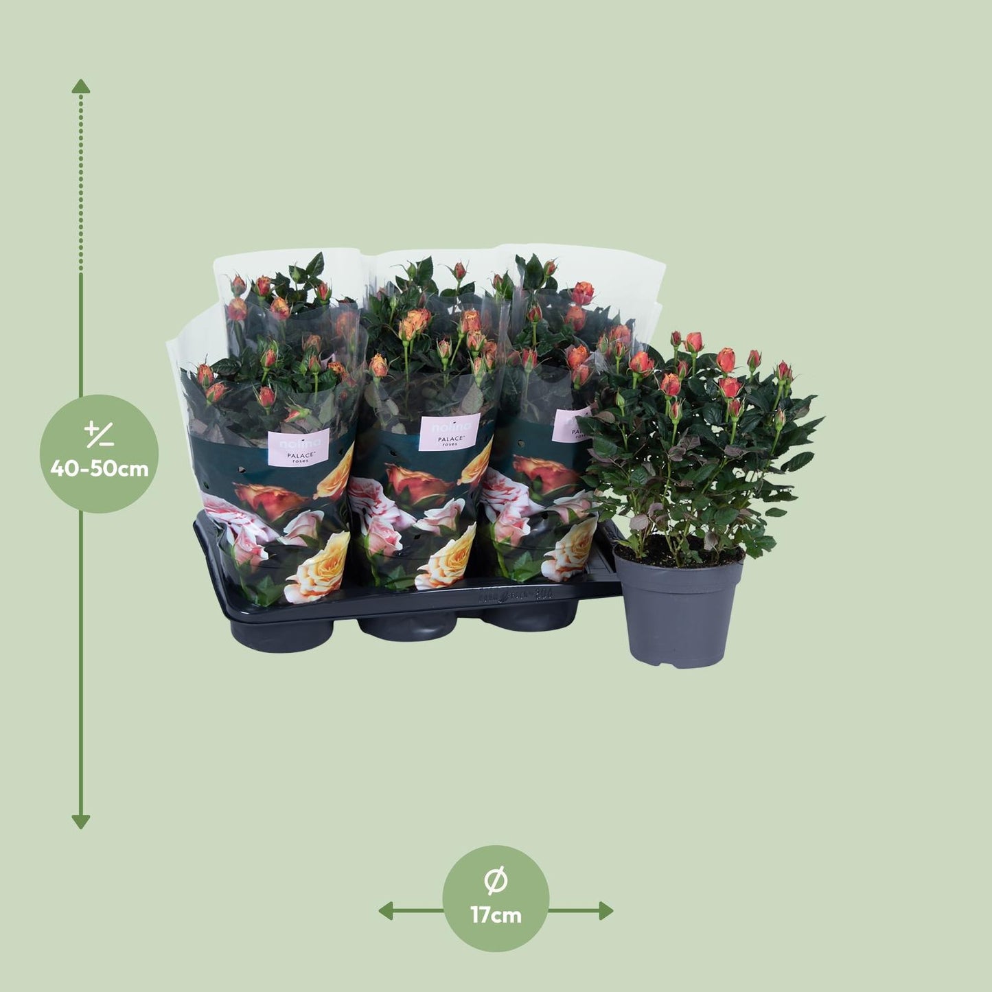 Rosa oranje - Ø17cm - ↕45cm - Pflanzfix24
