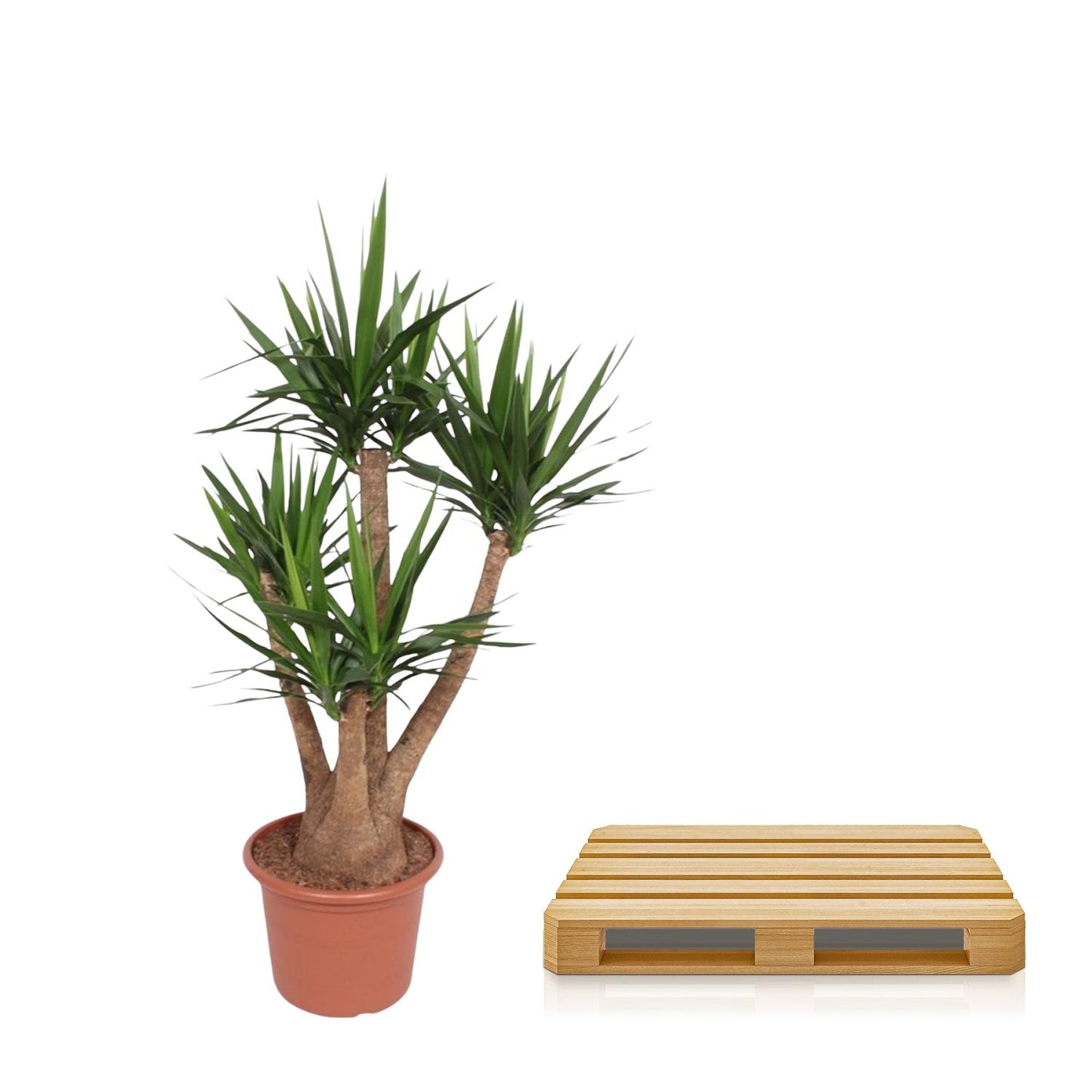 Yucca Elephantipes Verzweigt 170cm Ø45cm | Pflanzfix24.de - Pflanzfix24.de