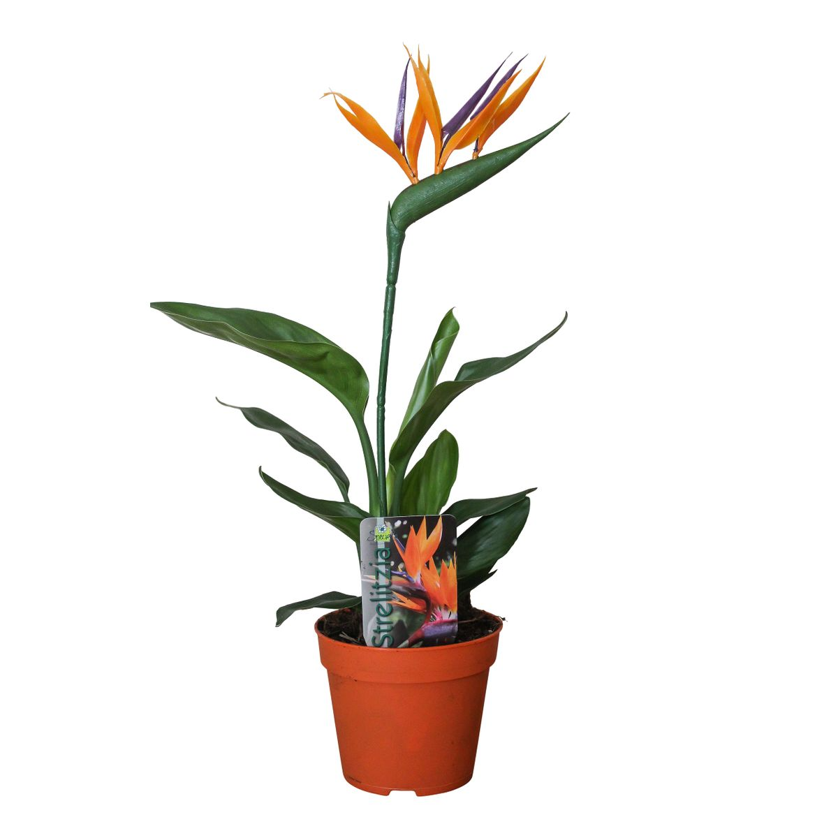 Strelitzia Reginae P13 Ø13cm 35cm mit Kunstblume – Pflanzfix24.de - Pflanzfix24.de