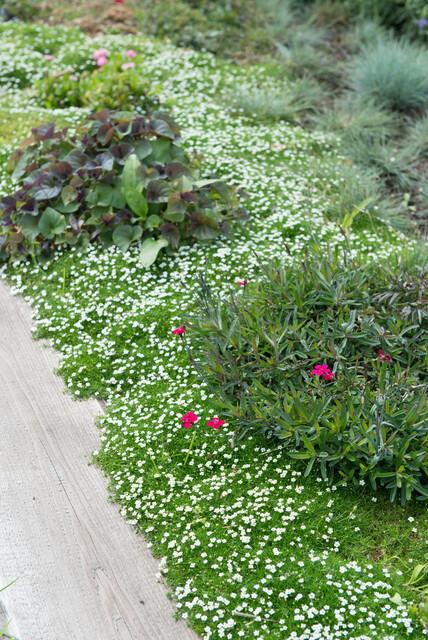 12x Sagina subulata Irisches Moos Bodendecker Ø9cm – Pflanzfix24.de - Pflanzfix24.de