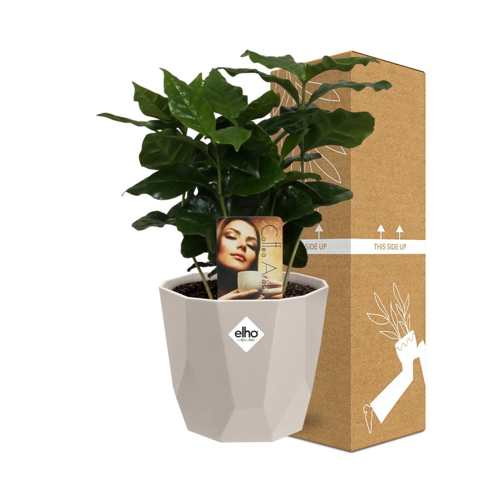 Coffea Arabica in ELHO b.for rock 14 cm warm grey - Pflanzfix24