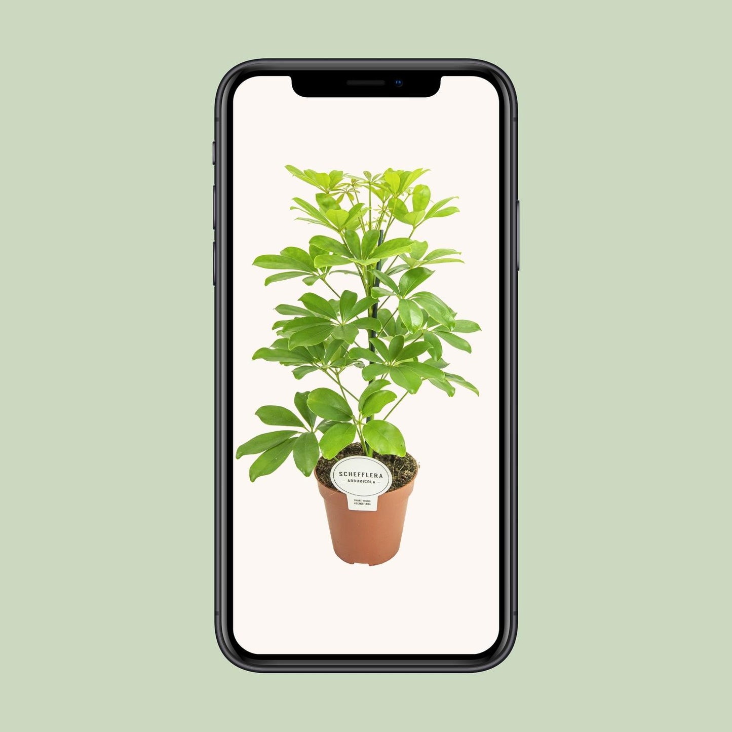 Schefflera Nora Ø13cm, 45cm | Luftreinigend & Pflegeleicht | Pflanzfix24