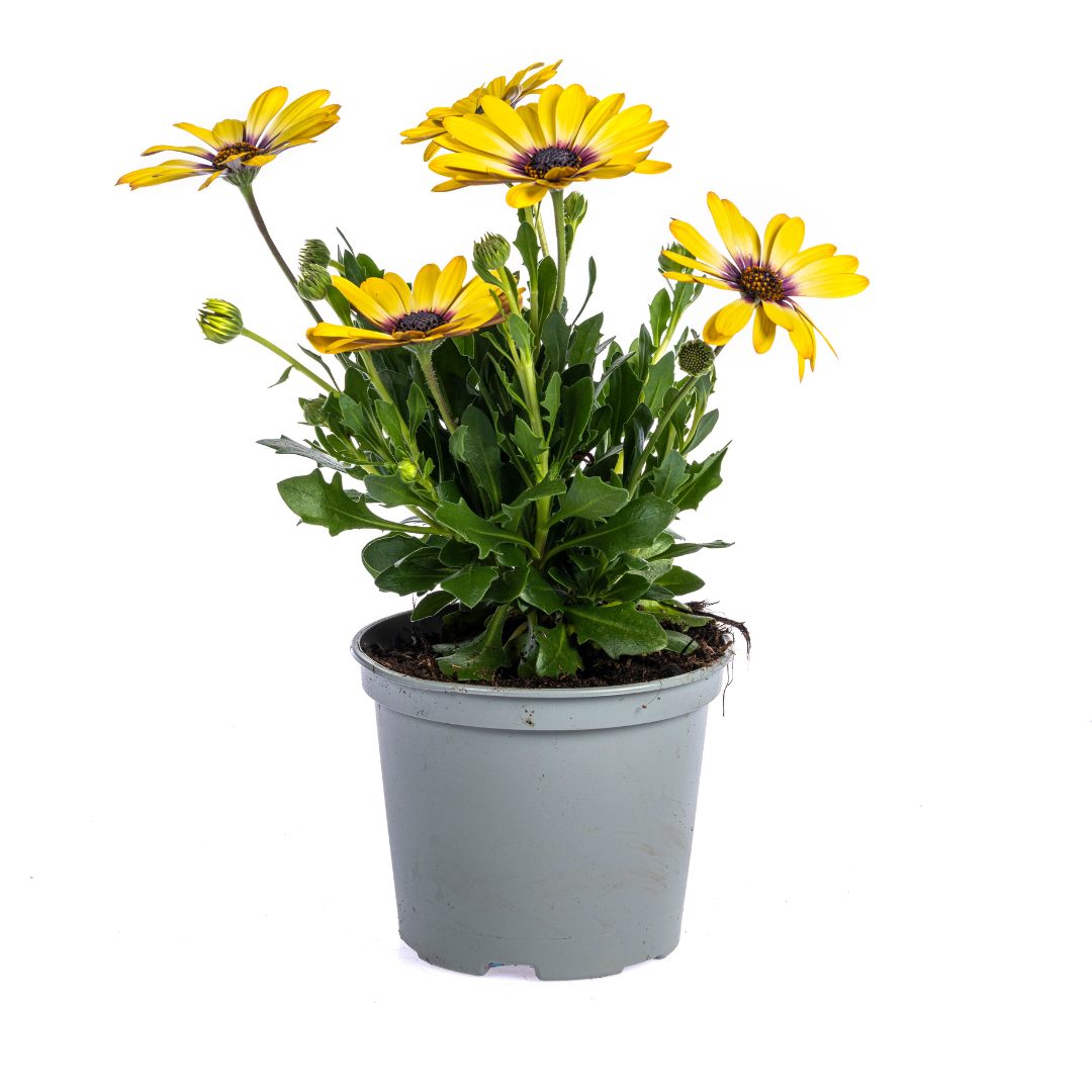 8x Osteospermum ecklonis Gelb Ø12 cm - ↕20 cm - Pflanzfix24