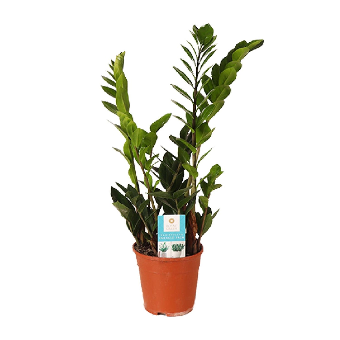Zamioculcas Zamiifolia 45cm - Zimmerpflanze bei Pflanzfix24