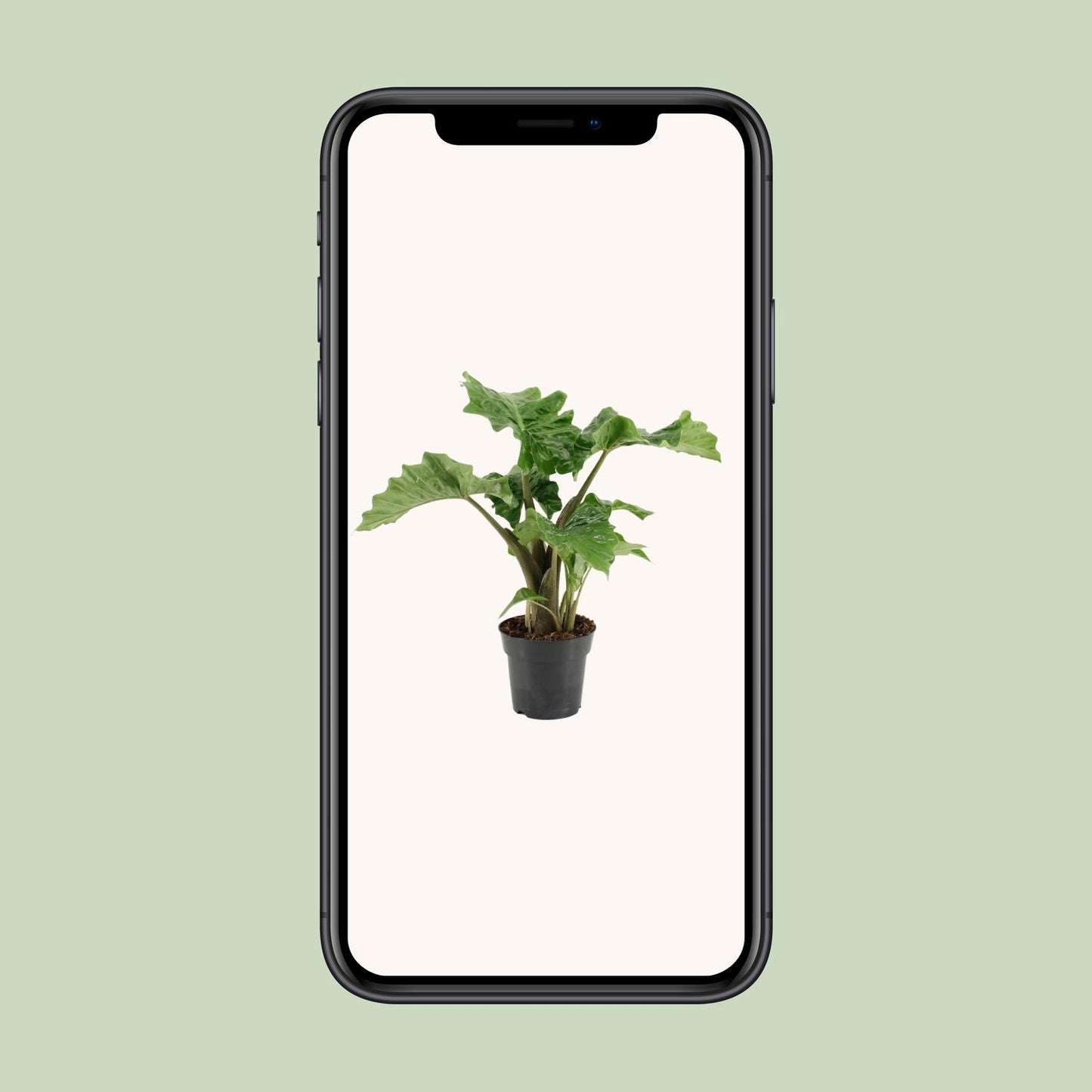 Alocasia Low Rider - Ø17cm - ↕50cm - Pflanzfix24