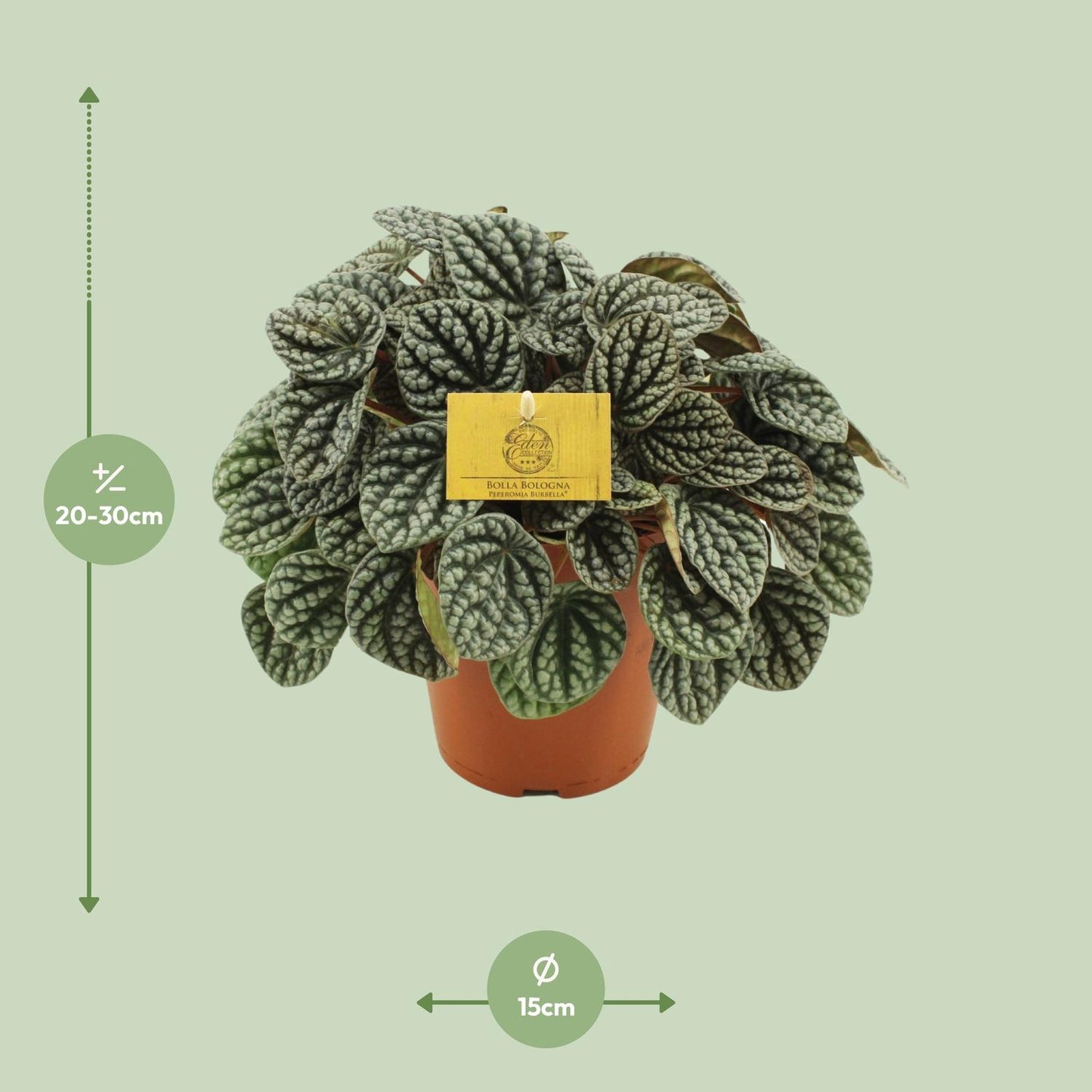 Peperomia Burbella - Ø15cm - ↕25cm - Pflanzfix24