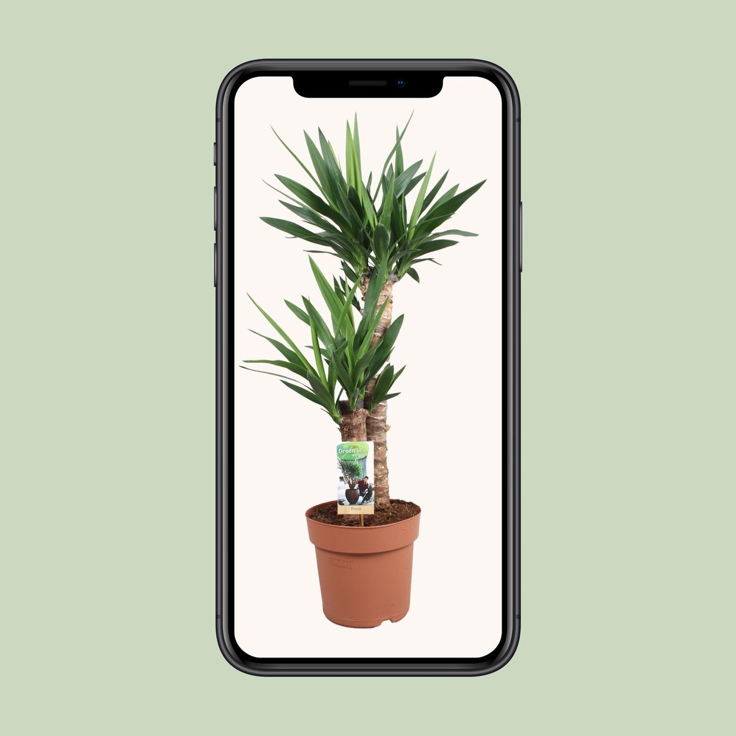 Yucca Elephantipes - Ø21cm - ↕80cm bei Pflanzfix24