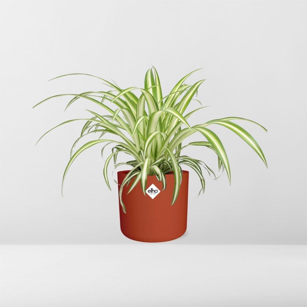 Chlorophytum Comosum Variegatum Spiderpflanze in ELHO b.for soft round 14cm Brick - Pflanzfix24