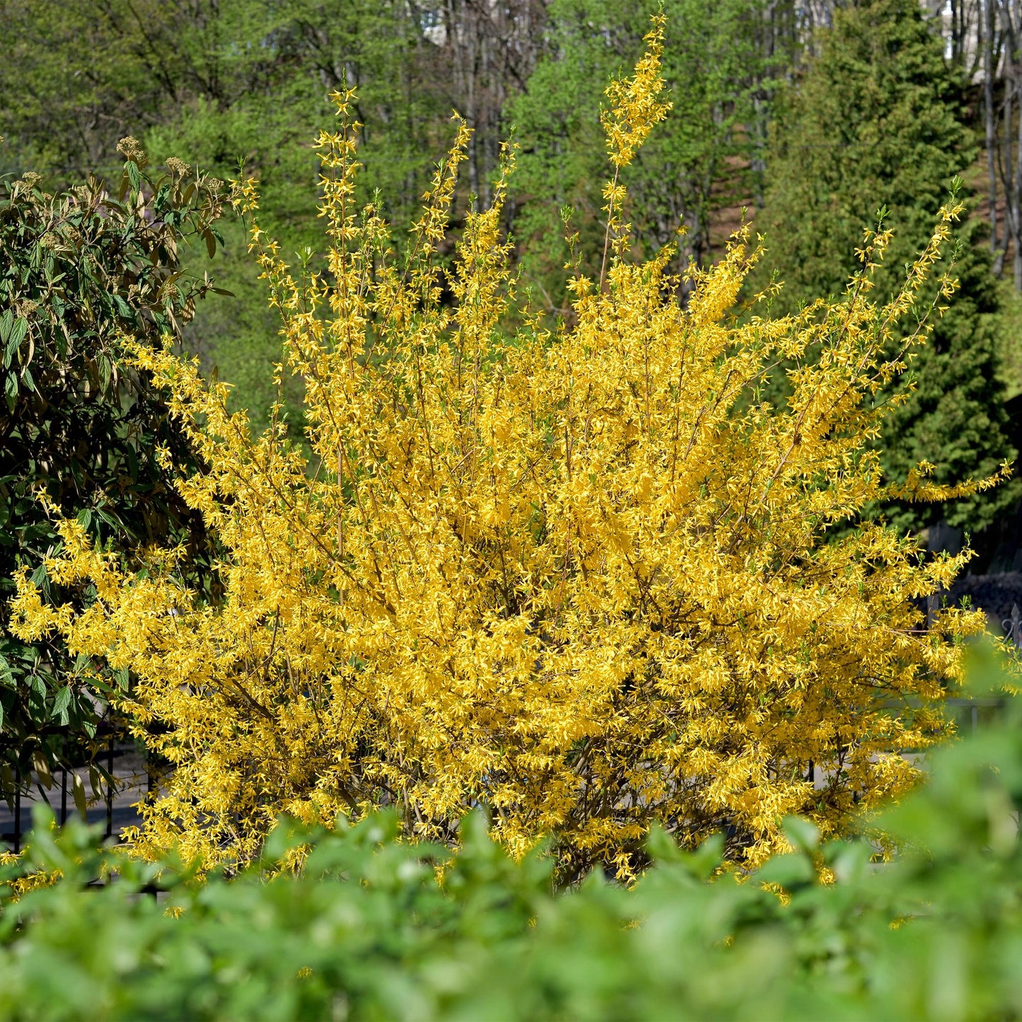 Pflanzfix24 - Forsythia intermedia Goldrauch - Blüte Gelb - 1 Pflanze - Topf 17cm