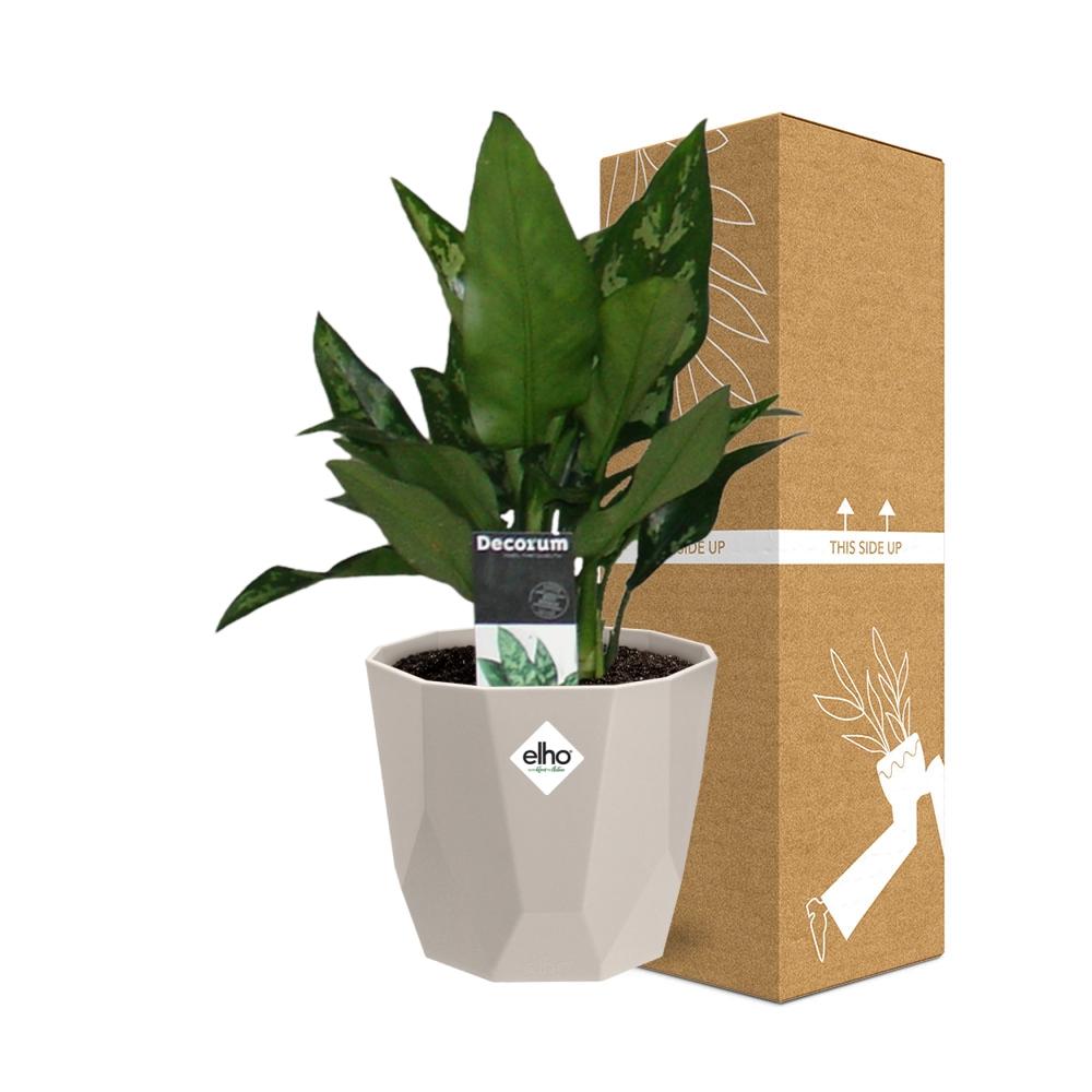 Aglaonema Maria in ELHO b.for rock 14 cm warm grey - Pflanzfix24