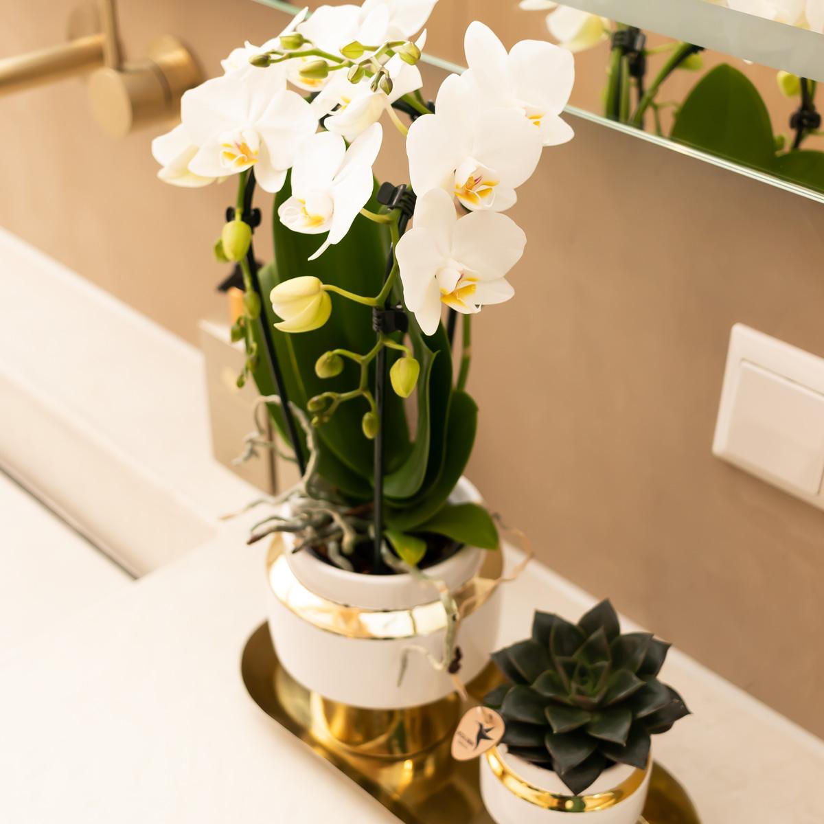 Weiße Orchidee & Sukkulente auf goldenem Tablett – Pflanzfix24.de - Pflanzfix24.de