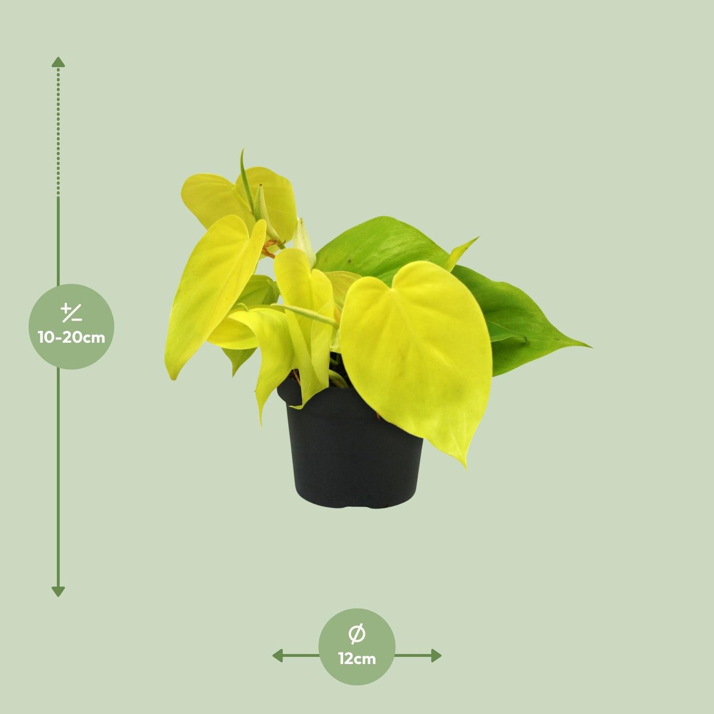Philodendron Lime 12cm – elegante Zimmerpflanze | Pflanzfix24.de - Pflanzfix24.de