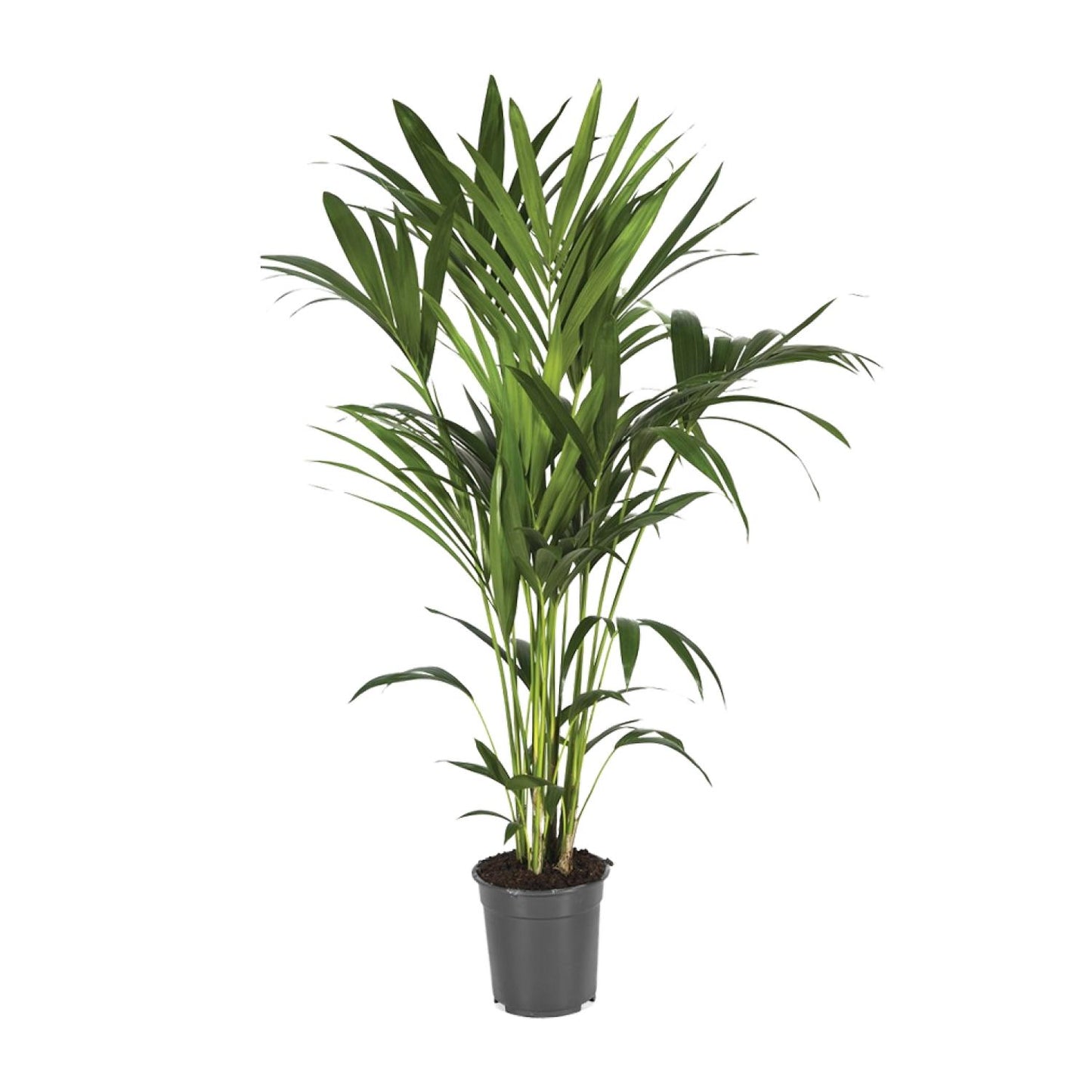 Kentia-Palme - Howea Forsteriana - Ø21cm - ↕120cm - Pflanzfix24.de - Pflanzfix24.de