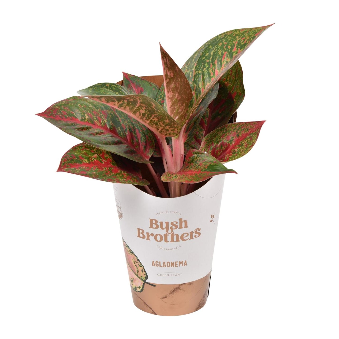 Aglaonema Dark Star - Ø12cm - ↕35cm by Pflanzfix24