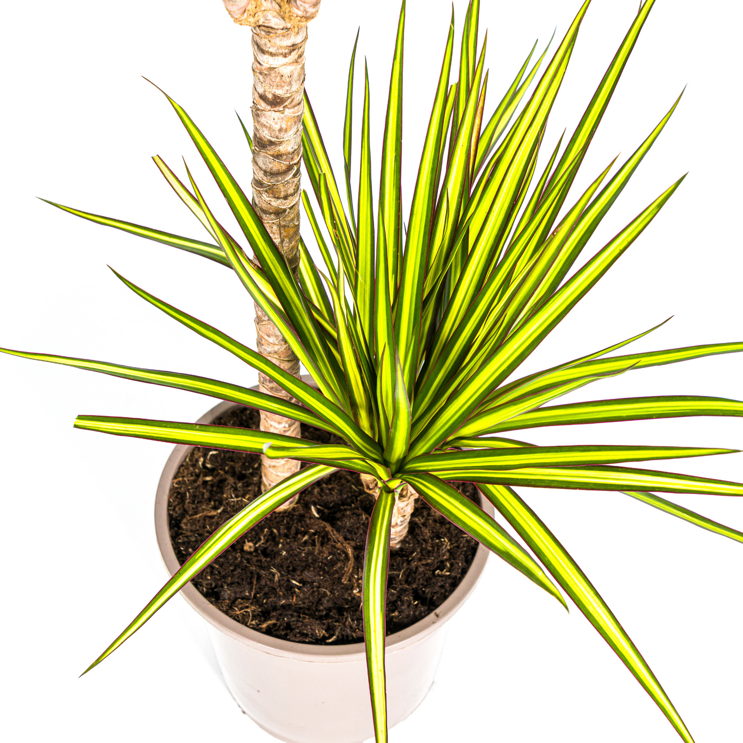 Dracaena Marginata Sunray Ø19cm - Pflanzfix24