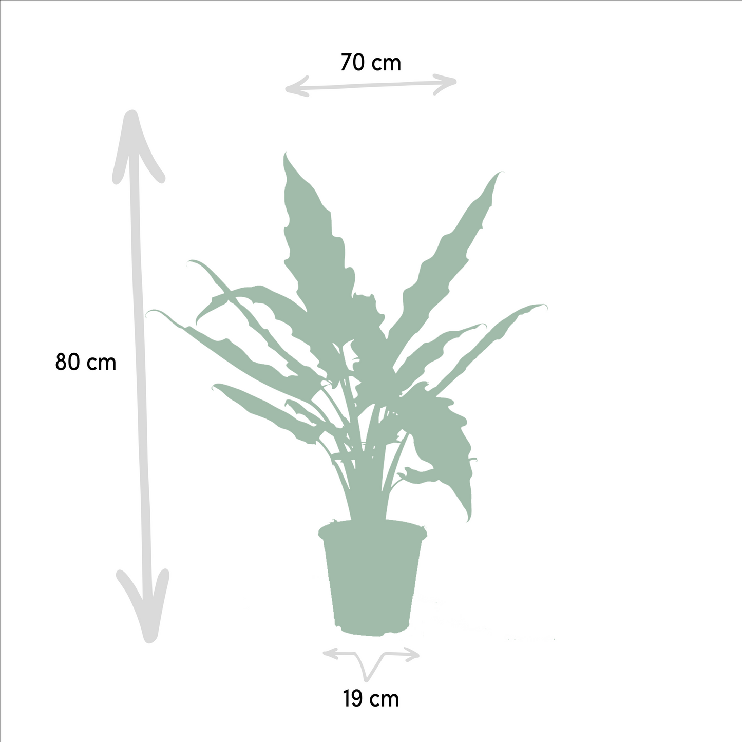 Alocasia Zebrina + Alocasia Cucullata + Alocasia Lauterbachiana - Set - Pflanzfix24.de - Pflanzfix24.de