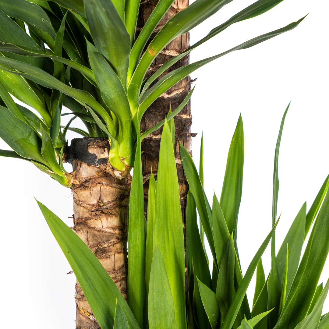 Yucca Elephantipes Ø27cm | Zimmerpflanze 150-170cm – Pflanzfix24.de - Pflanzfix24.de