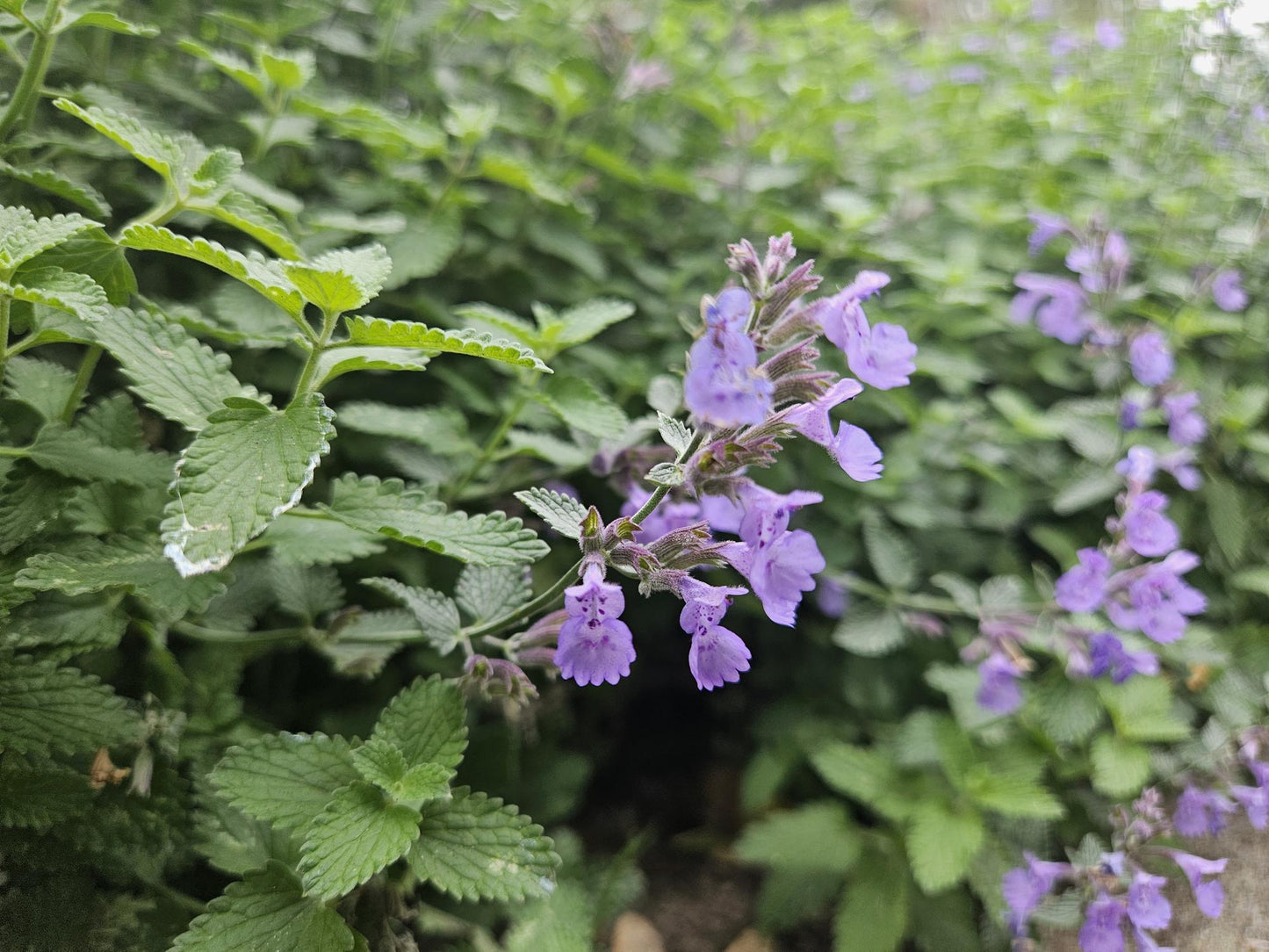 12x Nepeta 'Walker's Low' – aromatische Staude | Pflanzfix24.de - Pflanzfix24.de