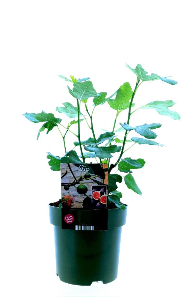 Ficus Carica Bornholm - Ø19cm - ↕50cm - Pflanzfix24