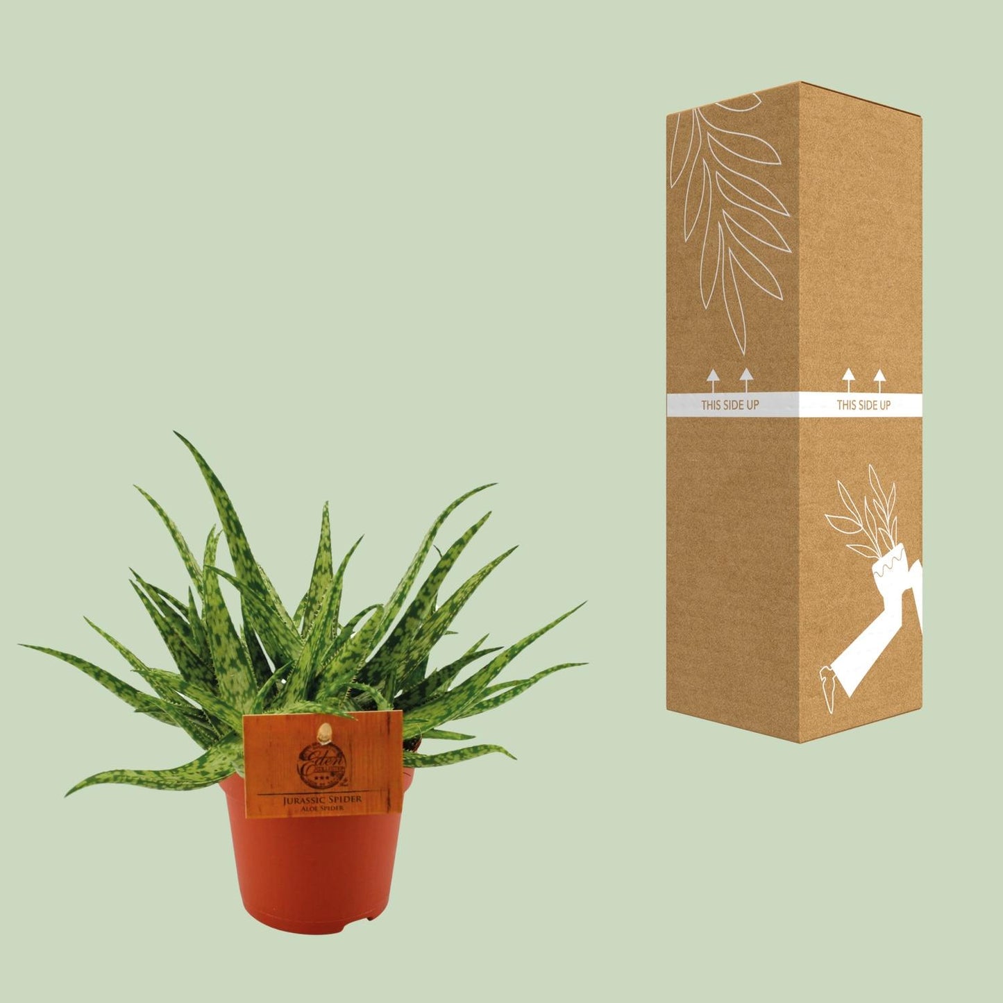 Aloe Spider - Ø10,5 ↕15 bei Pflanzfix24.de - Pflanzfix24.de