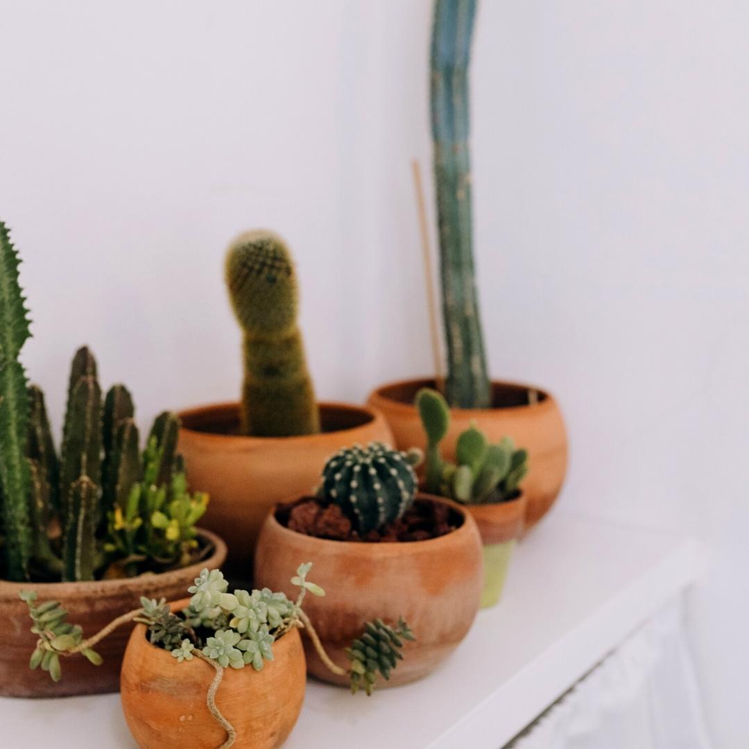 Culvita - Cactusgrond 5 liter - Blumenerde für Kakteen und Sukkulenten - Pflanzfix24.de - Pflanzfix24.de