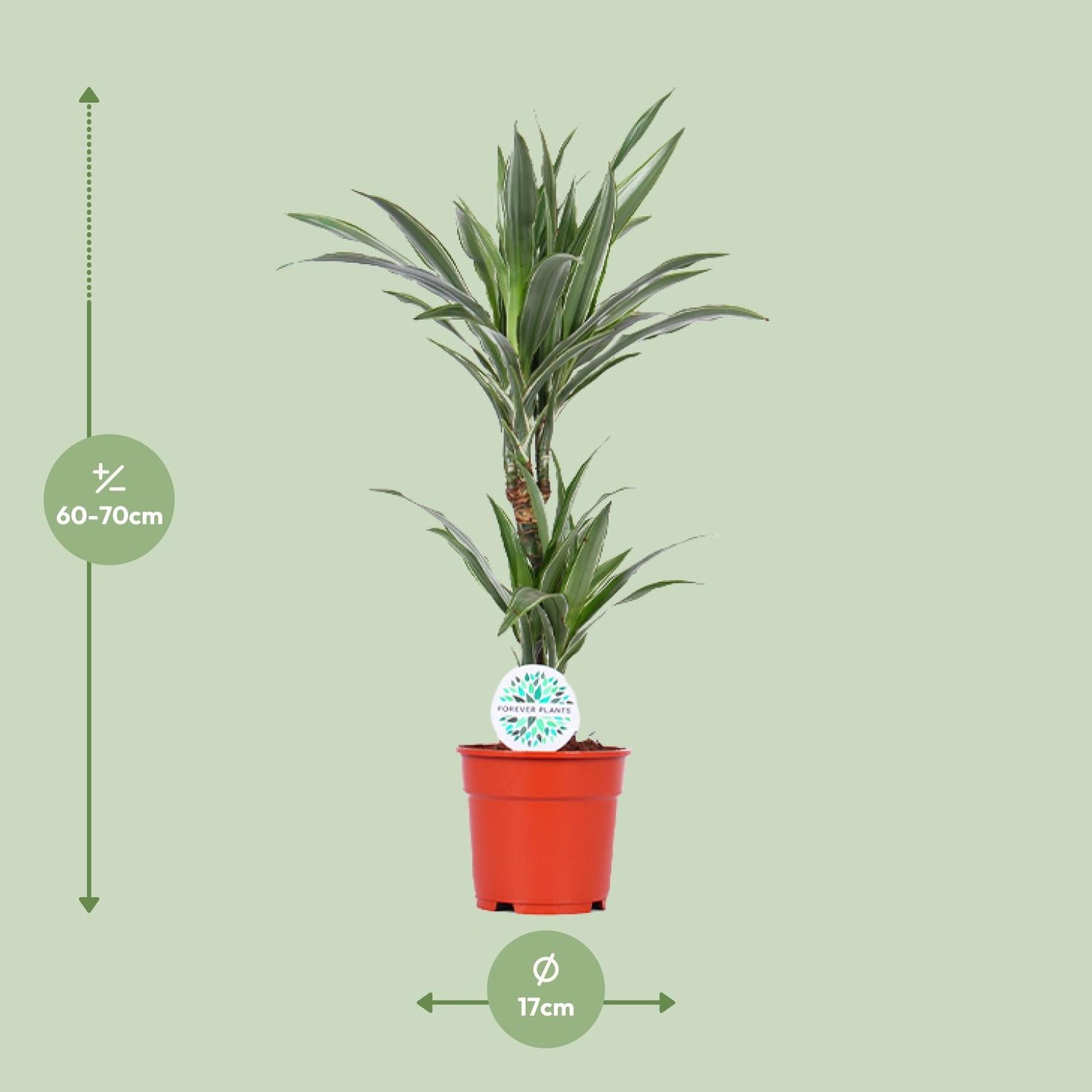 Dracaena Warneckei - Ø17cm - ↕65cm - Pflanzfix24