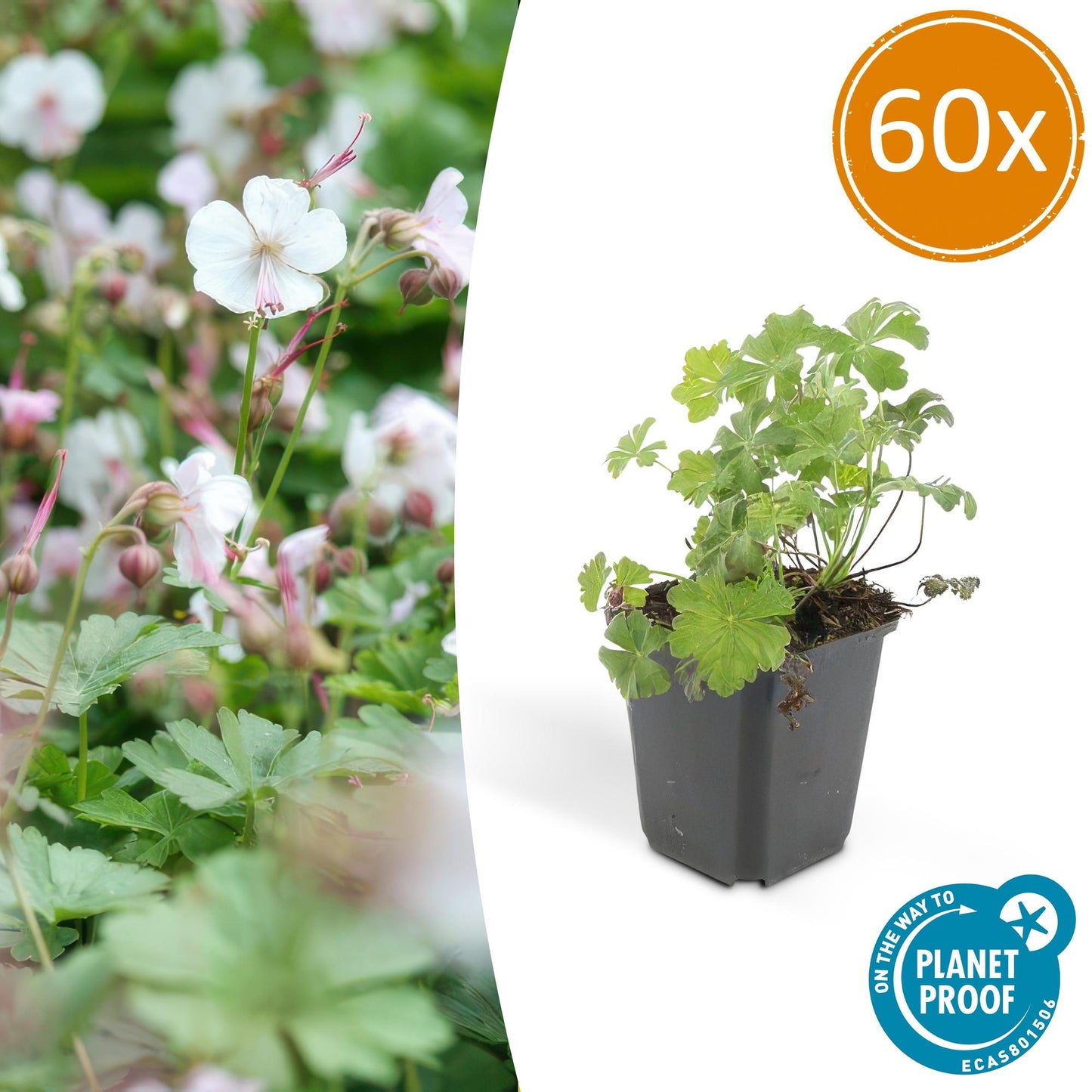 60x Geranium cant. 'Biokovo' - ↕10-25cm - Ø9cm - Pflanzfix24.de - Pflanzfix24.de