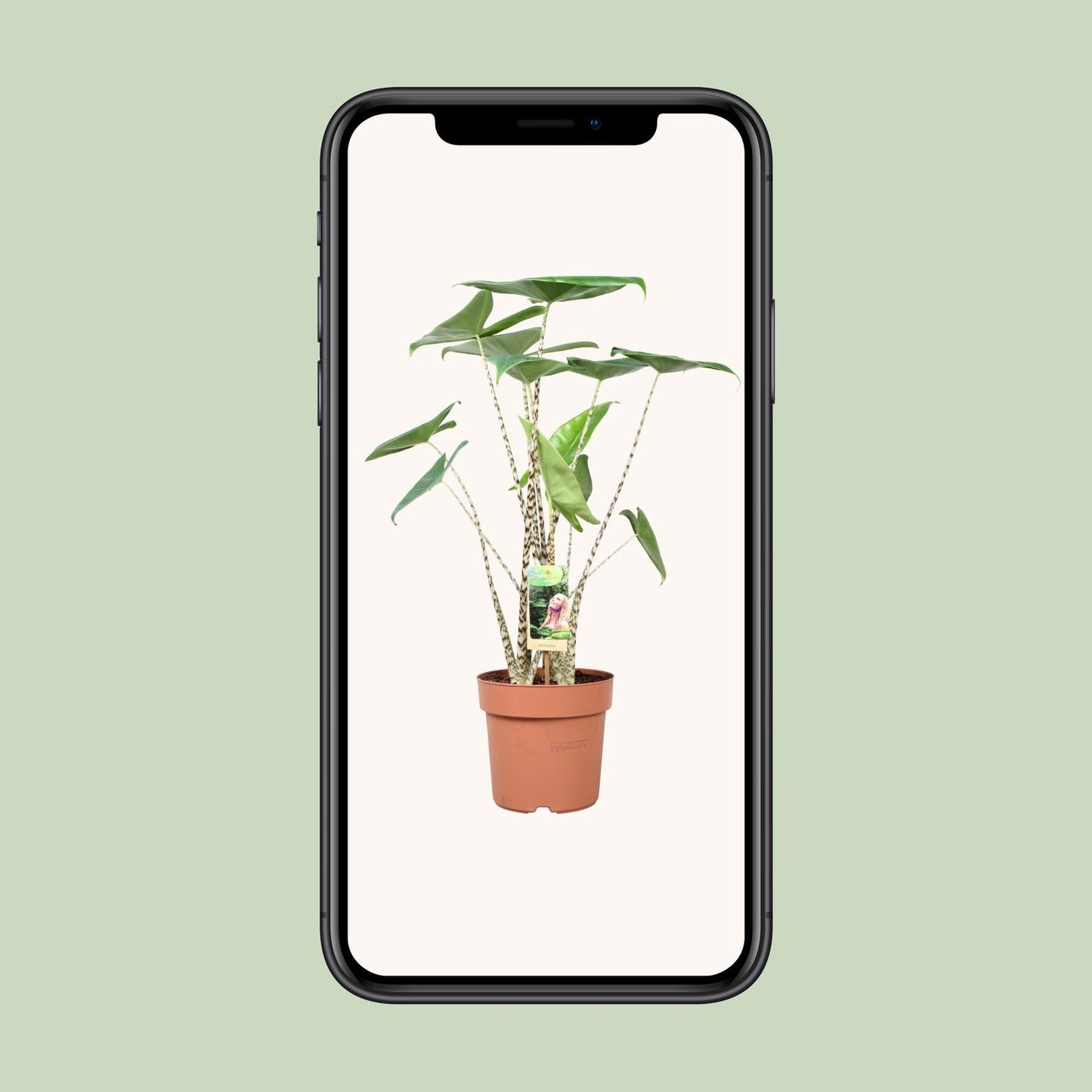 Alocasia Zebrina - Ø21cm - ↕80cm bei Pflanzfix24