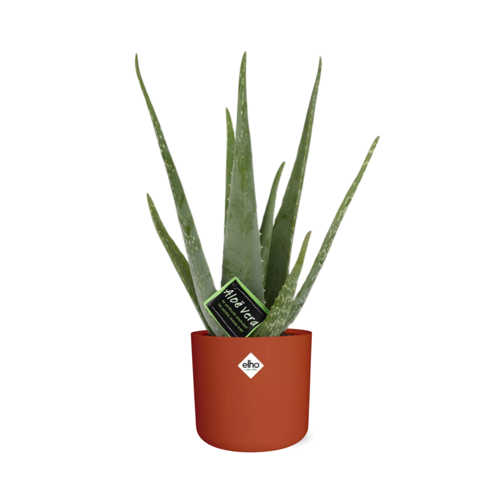 Aloe Vera 12cm ELHO b.for soft rond 14cm brique - Pflanzfix24